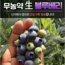국내산 무농약 햇 블루베리 생과 산지직송 프리미엄 1kg, 특 15mm 내외 1kg