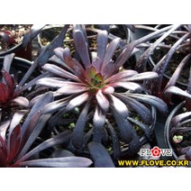 로즈흑법사