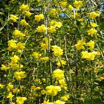 영춘화/삽목2년포트(10개묶음)/묘목/b0518