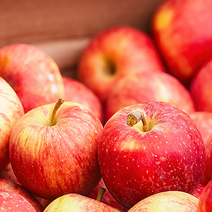 [더스위티] 경북 산지 직송 가을 꿀 사과 홍로사, 1개, [더스위티] 사과2kg(7-9과 내외)