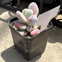 방울복랑금 방울방울 귀여운 잎이 나는 실내인테리어 공기정화 다육식물