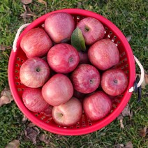 FRESH 못난이 가정용 주스용 사과, 못난이 사과 10kg
