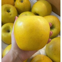 시나노 골드 스위트 사과 황금사과 노란사과 3kg 5kg 10kg 2kg, 3kg (정품 15과)