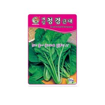 모칸도 제일 청경근대 20g