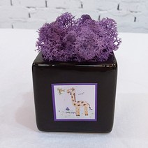 스칸디아모스 천연이끼 공기정화 큐브 모스, 손그림 큐브 블랙 모스-퍼플