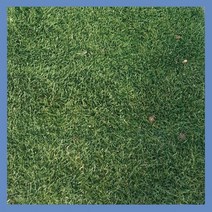 지엘파크 켄터키블루그라스잔디씨 1kg -약20평 사계절잔디 골프장