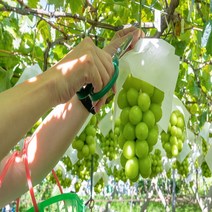 고당도 프리미엄 제철 샤인머스켓 망고포도 선물세트, 샤인머스켓 2kg 3수(특)