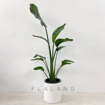 플라랜드 공기정화식물 대형 여인초 극락조 테라조 화분, 1개, 극락조-테라조(서랍형받침 화이트)