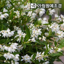 말발도리 민첩빈도리, 유키스노우플레이크 4치포트(2개세트)