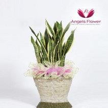 [엔젤스플라워] 전국배송 축하 개업 관엽식물 공기청정 화분 인테리어, P032BS_산세베리아 일반형, 1개