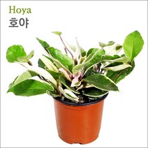 피알피쉬 조경식물 호야 (Hoya) / 수경재배가능