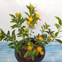 무지개정원 금귤나무 중품 45-55cm, 1개