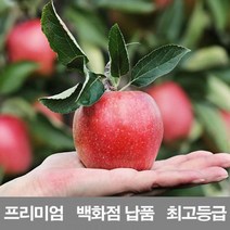 프리미어 국내산 2.5kg 사과 문경 감홍 시나노골드 청송 엔비 홍옥 미니 양광