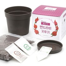 틔움세상 화분재배키트 꽃집사 시리즈 꽃 식물 키우기, 코스모스