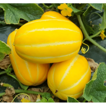 2023 산지직송 달달농산물 성주 꿀참외 초특가 세일중 5kg~, 10.선물용 정품 3kg (중과)