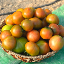 [정품] 대저 짭짤이 토마토 고당도 부산 대저토마토 2.5kg, A급 대저토마토 2.5kg(M/중과)