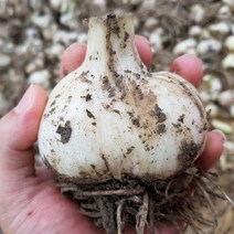 늘푸른 코끼리 마늘 (종자 가능), 1kg, 종자, 식용(소)