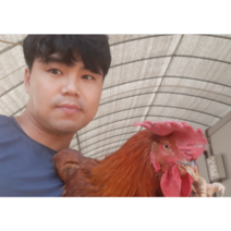 노계닭 폐계(생닭) 1.3kg내외-3마리