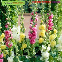 팝플라워 [꽃씨] 접시꽃_겹꽃혼합색 10립, 상세페이지 참조