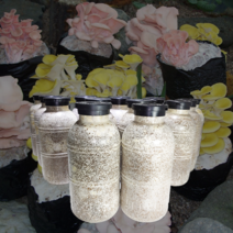 농부의 순정 느타리버섯 병종균, 1kg, 1개