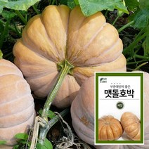 마이플랜트 맷돌호박 씨앗 채소 야채 텃밭