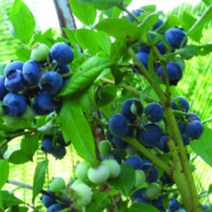 묘목/블루베리 한나초이스/7치화분 (결실주) G1393