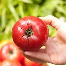 셋째딸농부 국산 토마토즙 쥬스 과육까지 갈아만든 주스, 50포(일반박스), 110ml