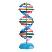 DNA 분자구조 수업 이중나선 조립모형 교육기관 미토콘드리아 조직학 기능