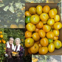 노지 제주 감귤 4.5kg 5kg 밀감 로얄과 제주도귤 제주귤 노지귤 고당도귤 서귀포 조생귤 귤한박스 택배 소과 대과 로열과, 9.0kg 로얄과 S~M