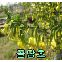 골담초나무 2년특묘 3그루 나무 묘목 나무판매 묘목판매 약용수 꽃나무