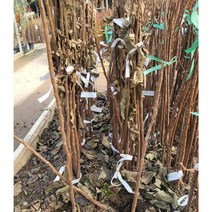 봄바람가든 과실수 감나무 태추단감 접목1년특묘 꼼꼼한포장 감묘목 감나무키우기 단감나무 유실수 단감묘목