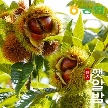 [농협] 햇밤 순창 알밤 특대 1kg (제수용)