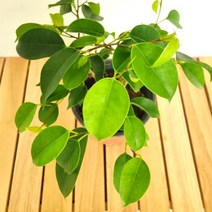 벤자민(소) 키우기 쉬운 실내 공기청정 화훼농장 식, 본상품선택