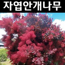 자엽안개/로얄퍼플 삽목3년 뿌리 특묘 나무 묘목 1개/정원/공원/조경수