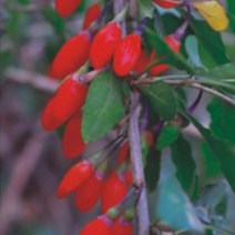 구기자씨 구기자 나무 씨앗 종자 약용 식물 씨앗 100립_[230329EA], 본상품선택