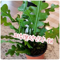 꽃나라엘리스 피쉬본선인장-대-꼬불꼬불 모양이 생선뼈를 닮았다고해서 붙여진 생선뼈선인장