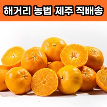 제주 천혜향 제철, 선물용 5KG 대과(10-15과 내외)