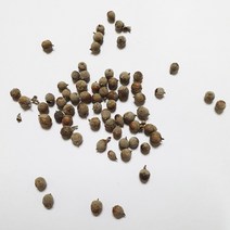 바이텍스(이탈리아목형)씨앗5g(200립)