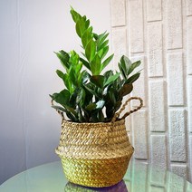 앤드플라워 전국택배송 중형실내화분 금전수(50cm) 은행목 스투키(55cm) 녹보수 몬스테라 안스리움 홍콩야자 콩고 율마 뱅갈고무나무 소포라 꽃배달 개업화분 미니화분 공기정화식물, 금전수+해초바구니