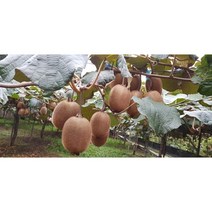 키위 5kg 47과 내외/상품/그린키위/참다래 /뱃살제거 및 변비탈출/피부미용/피로회복/무료배송