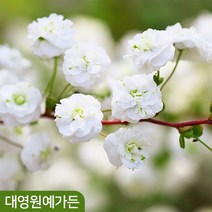 장미조팝 개화주 키150cm내외 봄꽃 조팝나무, 02. 장미조팝 키150cm내외 흙분