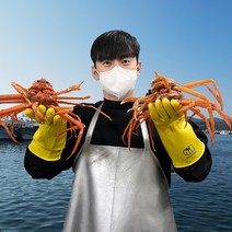 대게포크 증정 [오픈씨마켓] 선주직송 살이 꽉찬 100% 국산 포항 구룡포 자숙 대게 수율보장 (명품/박달), 국산 박달대게(대) 살수율 80%이상 3마리