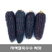 [해피플라워] 자색 찰옥수수 씨앗 150립 / 봄 파종 웰빙푸드 종자