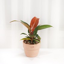 갑조네 필로덴드론 썬레드 공기정화식물 플랜테리어 화분, 필로덴드론 썬레드(소품), 1개