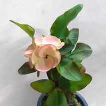 목대좋은~왕꽃기린