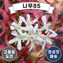 (나무85) 칠자화 개화주 분