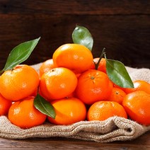 인피솔 귤 노지감귤 제주 타이벡 감귤 5kg 10kg 로얄과 고당도 극조생 조생