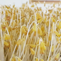 메밀새싹 무농약인증 당뇨에좋은 야체, 빨간싹1kg