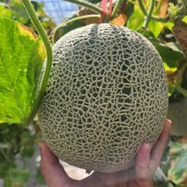 [9/11~9/21 200박스만 특가!] 고당도 국내산 머스크메론, 3.2~4.4kg / 총 2수