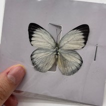 곤충모형 곤충피규어 곤충세트29 종류 진짜 나비 표본 곤충 인형 생산 매력 홈 인테리어 액세서리 거실 컬, 26 26